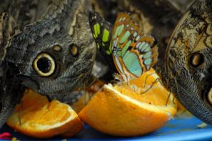 malachite butterfly eating citrus fruit
