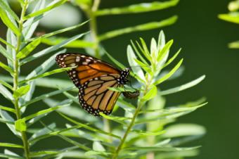 monarch butterfly laying egg on milkweek plant