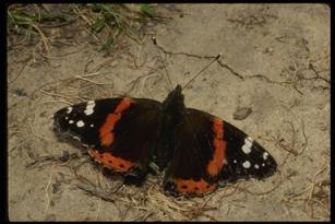 red admiral butterfly with wings open