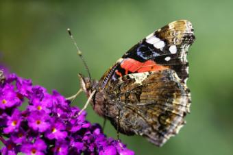 red admiral butterfly with closed wings