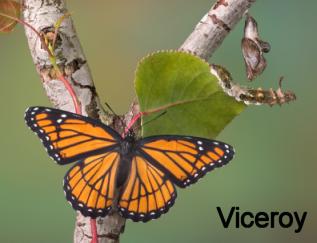 viceroy butterfly, caterpillar and chrysalis