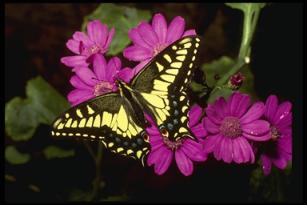anise swallowtail butterfly