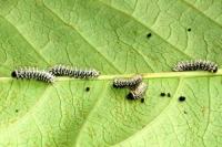 atlas moth caterpillars