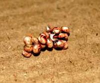 atlas moth eggs