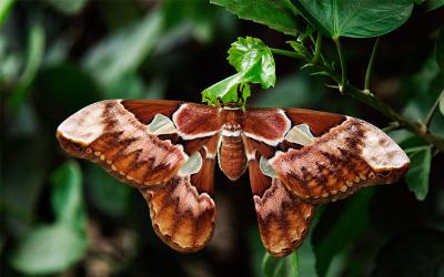 atlas moth (Atticus Atlas)