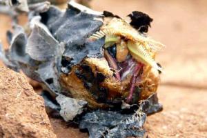 atlas moth emerging from cocoon