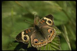 buckeye butterfly