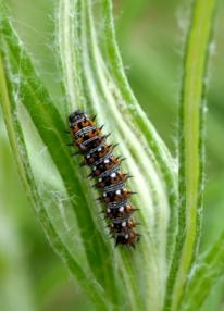 buckeye butterfly caterpillar