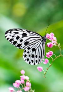 butterfly on flower