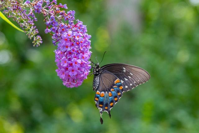 black swallowtail butterfly on a purple butterfly bush flower
