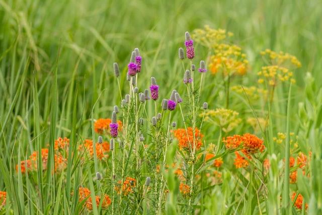 orange butterfly weed flowers and purple flowers in a field