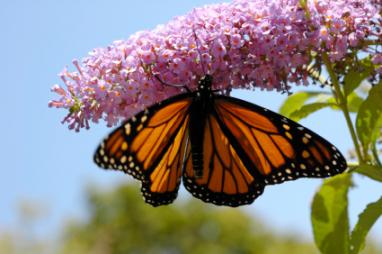 monarch butterfly on pink butterfly bush flower