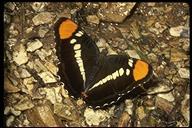 california sister butterfly with open wings
