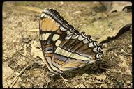 california sister butterfly with folded wings