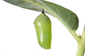 monarch chrysalis