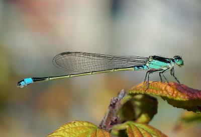 Common Bluetail (Ischnura senegalensis)
