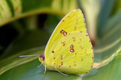 cloudless giant sulfur butterfly