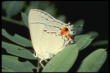 common hairstreak