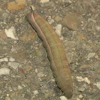 hummingbird moth caterpillar - brown