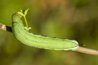hummingbird moth caterpillar - green