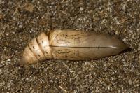 hummingbird moth pupa