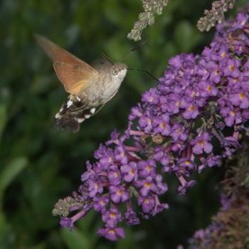 hummingbird moth