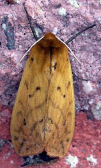 isabella moth