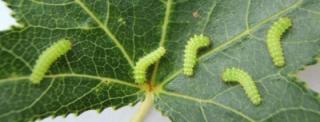 luna moth caterpillars first instar