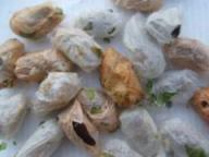 luna moth cocoons