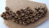 luna moth eggs