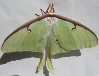 luna moth (Actias luna)