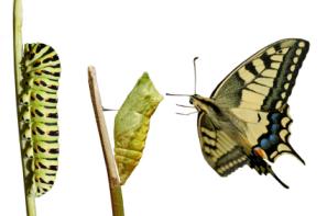 anise swallowtail caterpillar, chrysalis, and adult butterfly