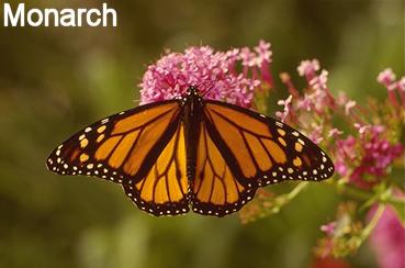 monarch butterfly