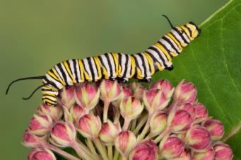 monarch caterpillar on milkweed plant