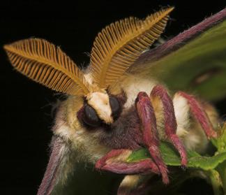 closeup of luna moth face and antenna