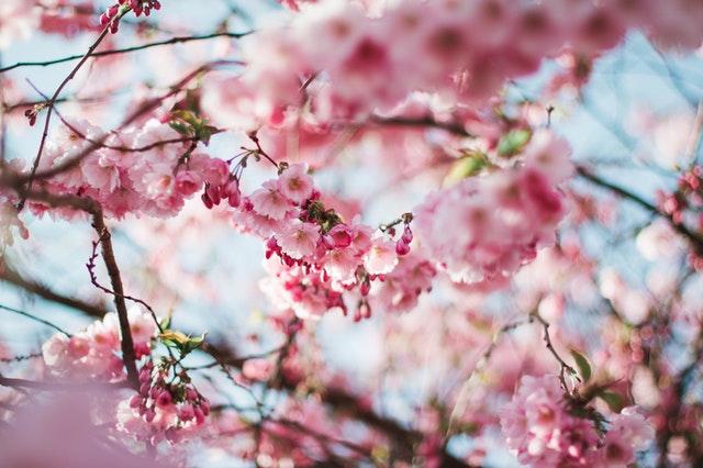pink cherry blossoms
