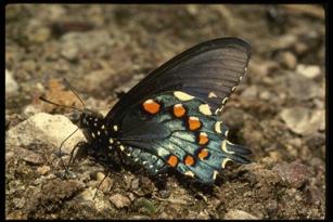 pipevine swallowtail butterfly