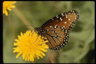 queen butterfly closed wings