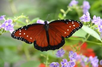 queen butterfly with extended wings