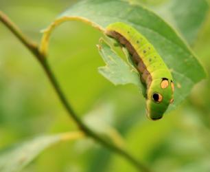 spicebush swallowtail caterpillar