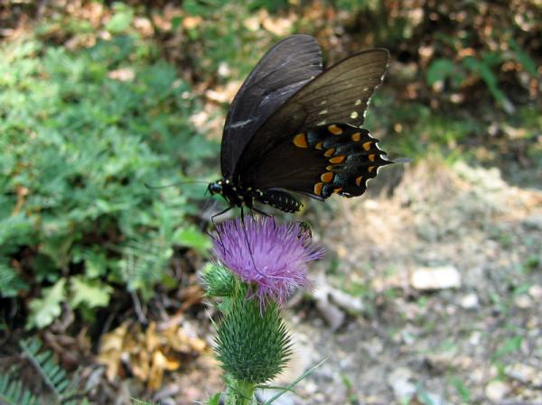 spicebush swallowtail butterfly