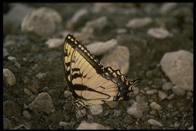 tiger swallowtail butterfly