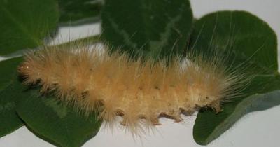 virginian tiger moth caterpillar)