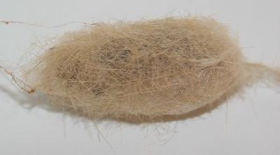virginian tiger moth cocoon